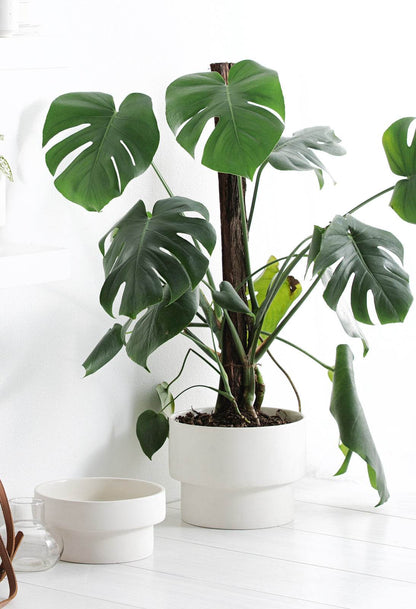 Podium | Handmade Ceramic Pot White (Large) - Mirra Interiors