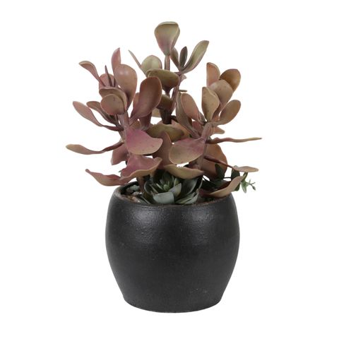 Potted plant with succulent leaves in a black pot on a white background
